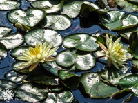 /album/tsvetya-flowers/kato-kartina-like-a-painting-jpg1/